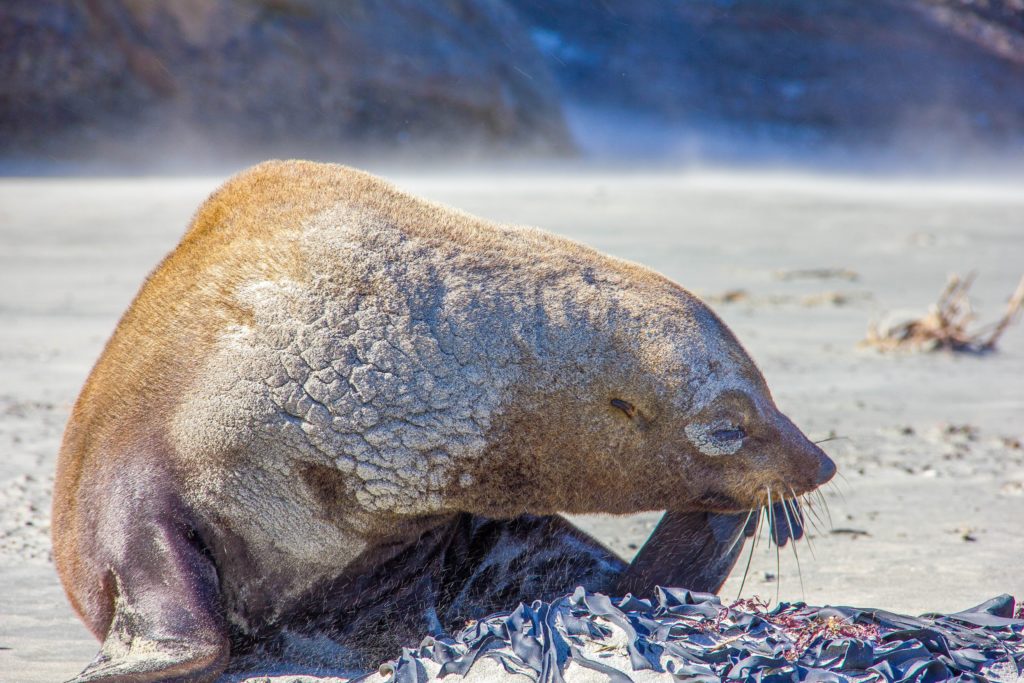 Seal Bay Conservation Park Kangaroo Island