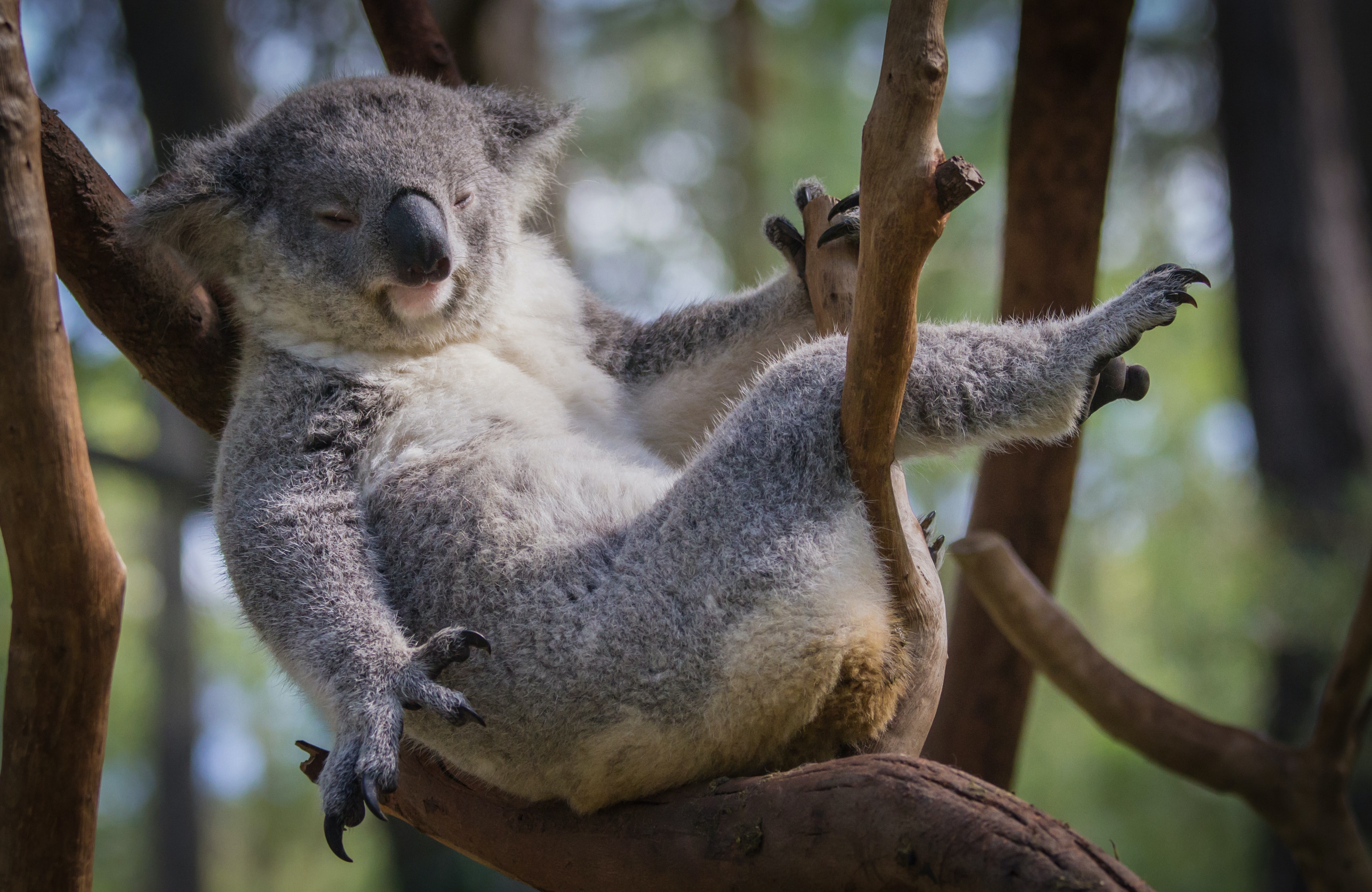 Kangaroo Island Wildlife Park