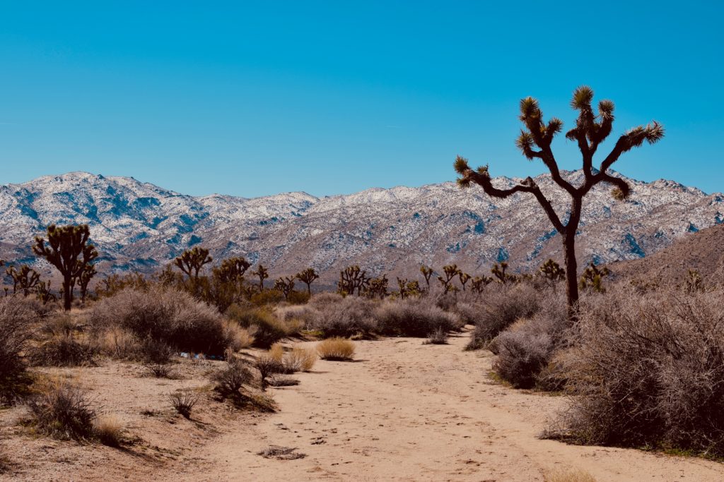 Boy Scout Trail Joshua Tree