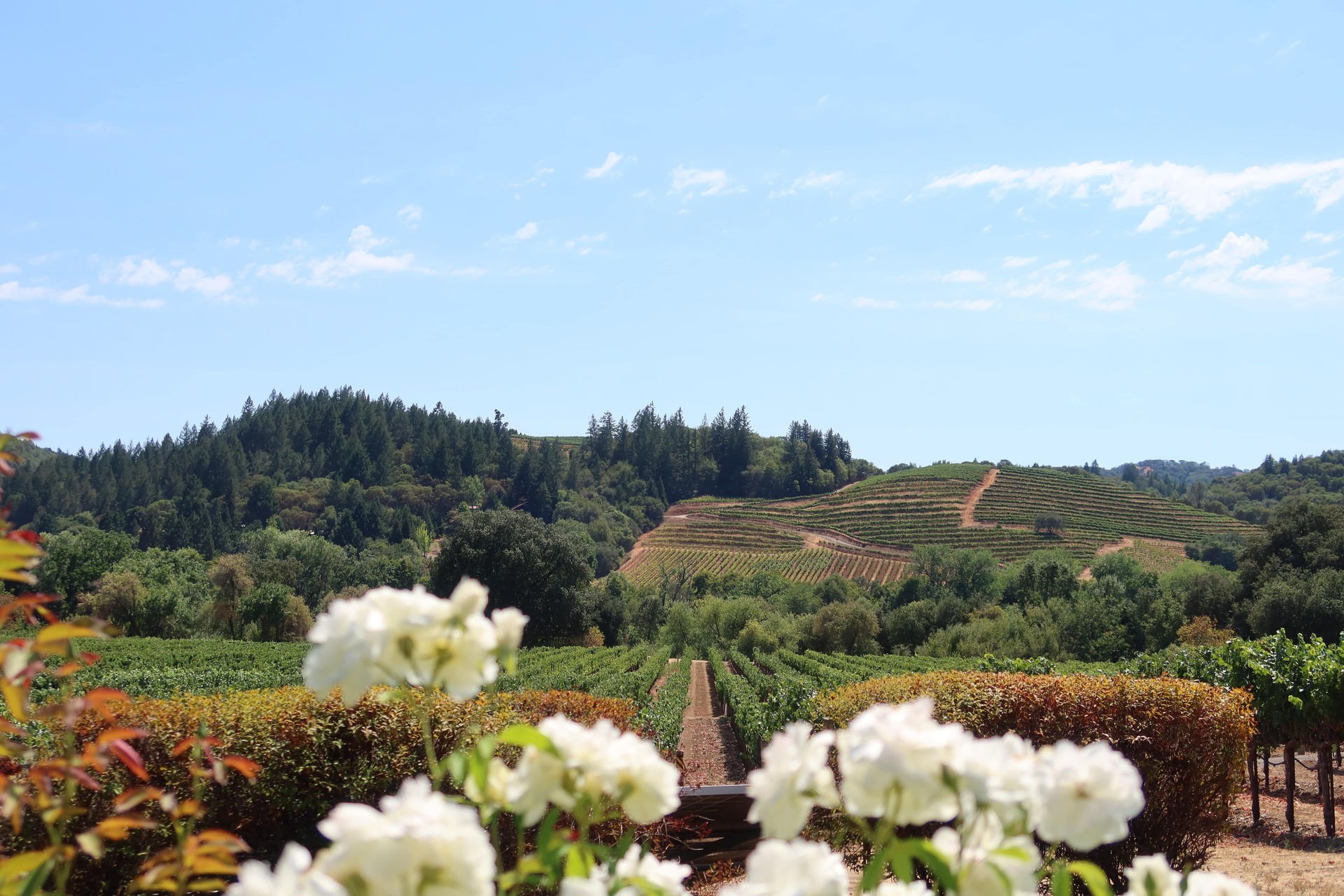 Things To Do In Napa With Kids 