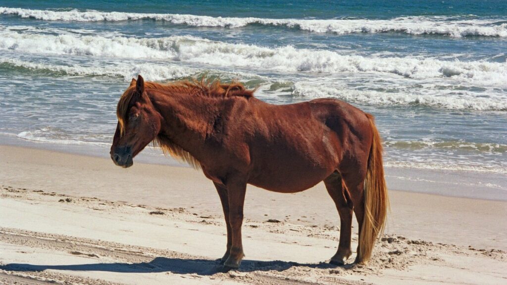 assateague island national shoreline beach east coast