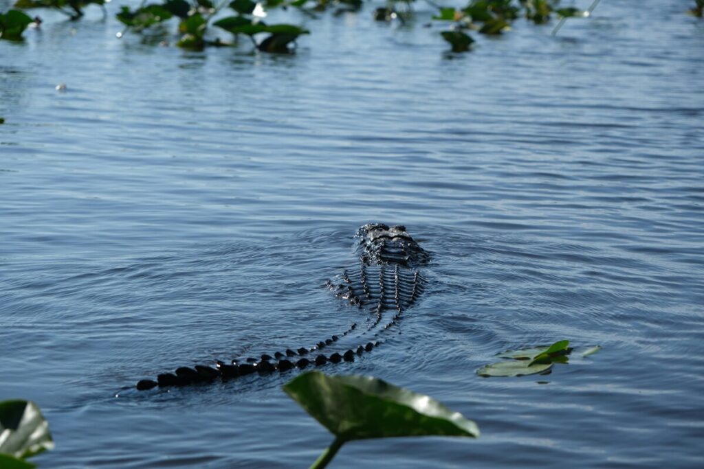 Everglades National Park, Florida